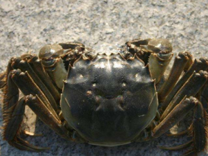 �з�Ĵ������ �з��������Щ����ͬ��