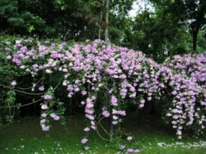 �����ٵĹ�Ч ����������ʪ�����ʹ