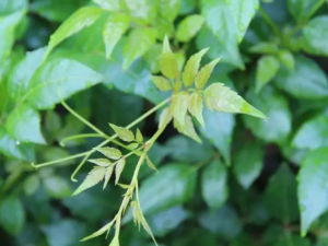 �ٲ�����Щ��Ч������