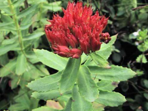 �쾰���ݽŹ�Ч������ �쾰���и���������