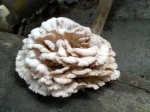 �ײξ��Ĺ�Ч������ �ײξ��Ľ���