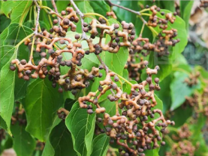 ���ٹ�����Щ��Ч������