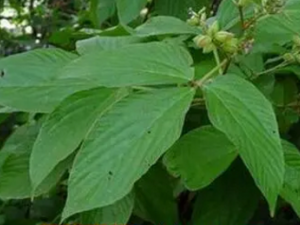 �����������Щ��Ч������