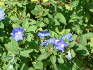 ��ë������Щ��Ч������