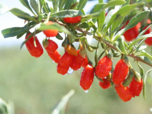 ��轼�ʲô���׳��