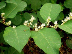 ��������Щ������