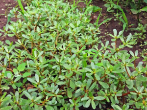 ����ʪ�����ҽƫ��������Щ