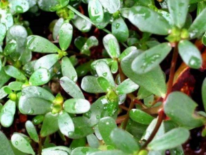 ����������Щ��Ч������ ����������Щ����