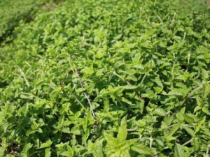 �ݼ@�ݵĹ�Ч �ݼ@�ݵ�ʳ�÷���