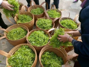 �����ٲ�Ĺ�Ч������