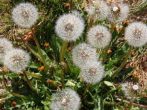 ���ѹ�Ӣ�Ĺ�Ч������