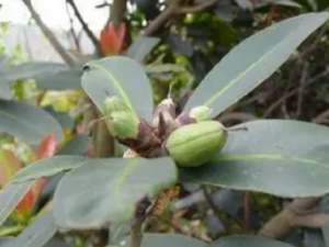 ��ͷ�������Щ��Ч ��ͷ�������ֹк���麮йк