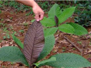 ��ë����̥�Ĺ�Ч ��ë����̥������ʪ