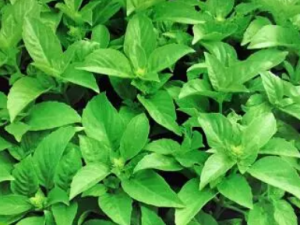 ��Ҷī������Щ��Ч����