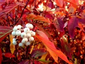 ����ľ��ʪ������ ����ľ������Щ����