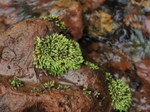 ��޺�Ĺ�Ч ��޺���ʺ���ʹ