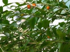 ������Ҷ�Ĺ�Ч ������Ҷ��������������