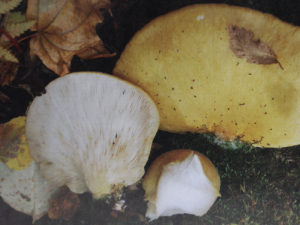 ֹѪ�ȹ��Ĺ�Ч ֹѪ�ȹ�ֹѪ���������˳�Ѫ