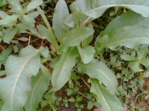 ��Ҷ����Ĺ�Ч ��Ҷ������Ӹ����ʹ