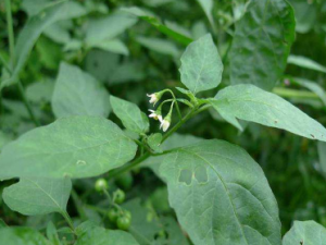 ����Ĺ�Ч ����������񴯲���