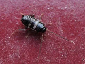 ������Ĺ�Ч �������θ���֢�Ắ��