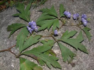 ������ͷ�Ĺ�Ч ������ͷ���纮ʪ��