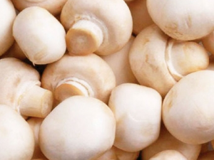 ʪ����Ϯ��β�����ʪ ������ʪ����