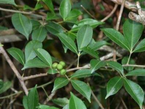 �������Ĺ�Ч ��������С������