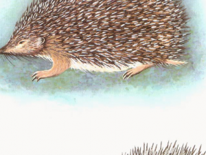 �Ƥ�Ĺ�Ч �Ƥ��������ʴ��Ѫ