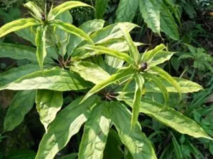 ��ĸ�εĹ�Ч ��ĸ��������