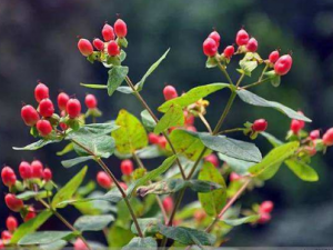 ��β���Ĺ�Ч ��β�����θ�Ѫѹ��