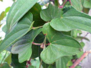 ��Ҷ���Ĺ�Ч ��Ҷ������������