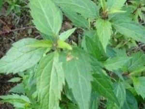 ����ɢ�Ĺ�Ч ����ɢ�θ��˷�������