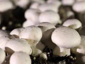 ��Щʳ������ǿ������