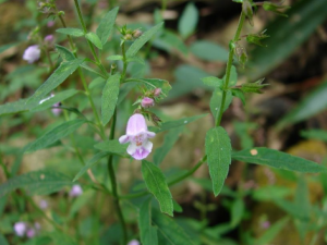 ���������Ʒ��� �α�����ƫ��