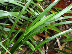 �����ѵĹ�Ч �����ѿ���������