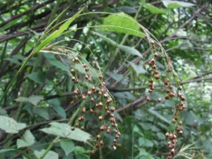 ����ɢ�Ĺ�Ч ����ɢ���۳���