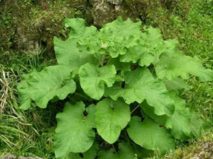 ��ʵ�˵Ĺ�Ч ��ʵ�����з�����