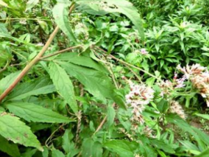 ޽���������Ӫ����ֵ ޽�����������Щ����