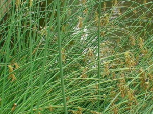 ����ݵĹ�Ч ������������ͷ���