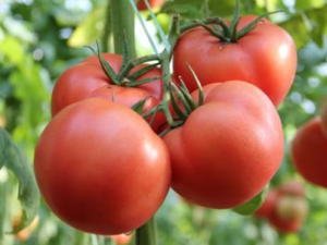 ������Ů�����ݵ�ʳ�����ӵ����������