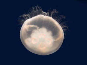 ���µĹ�Ч ��������̵