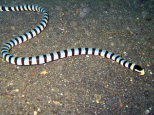 ���ߵĹ�Ч �����θ�������