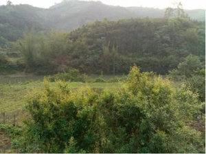 �����ʵĹ�Ч �����ʿ�ֹ������