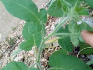 �ײ��Ĺ�Ч �ײ����ηο�����