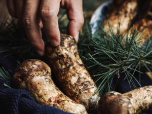 Ұ��������ô�Ժ� Ұ�����׵Ĺ�Ч