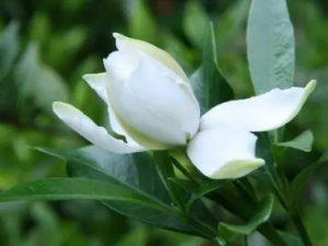 ���ӻ���ˮ�Ĺ�Ч ���ӻ���ˮ�ȿ�����ɱ��