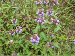 �׻��ĿݵĹ�Ч �׻��Ŀݿ�ֹ������ʹ