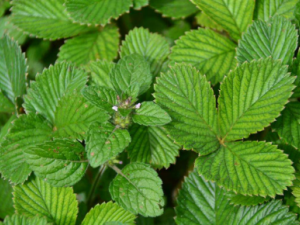 �����ӵĹ�Ч ���������η�Ӹ����