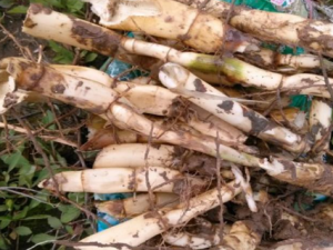 ��«���Ĺ�Ч ��«����θ������ֹŻ